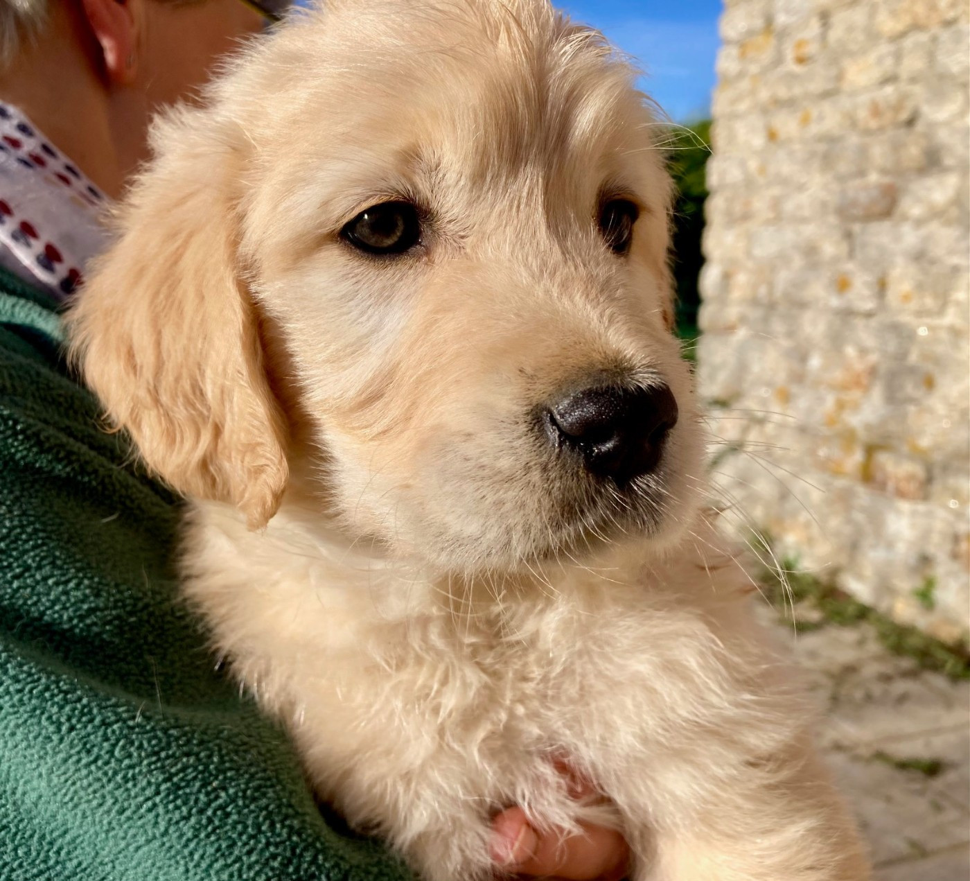 Du Domaine Des P'tites Truffes - Golden Retriever - Portée née le 07/10/2025