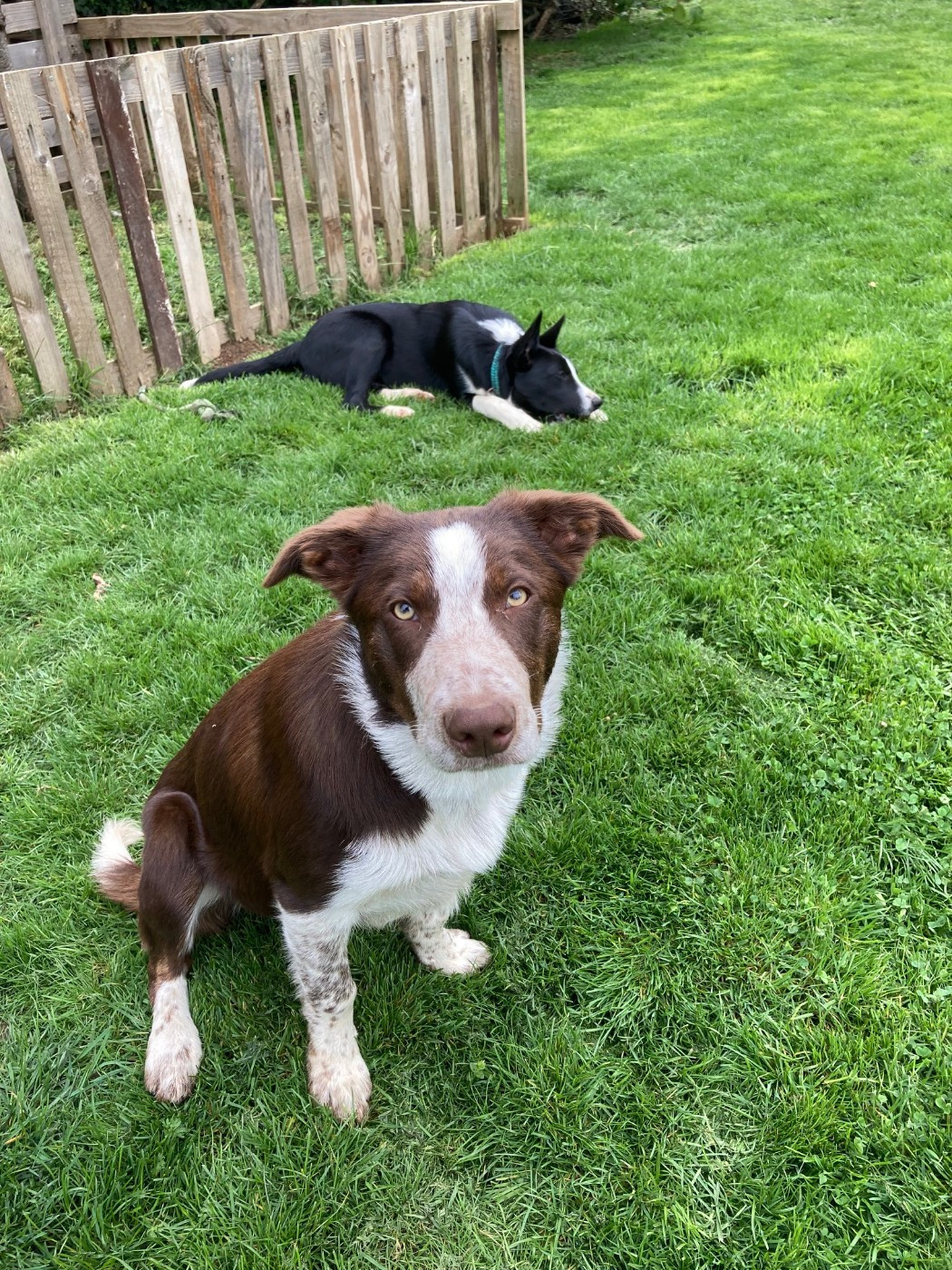 Du Domaine Des P'tites Truffes - Chiots disponibles - Border Collie
