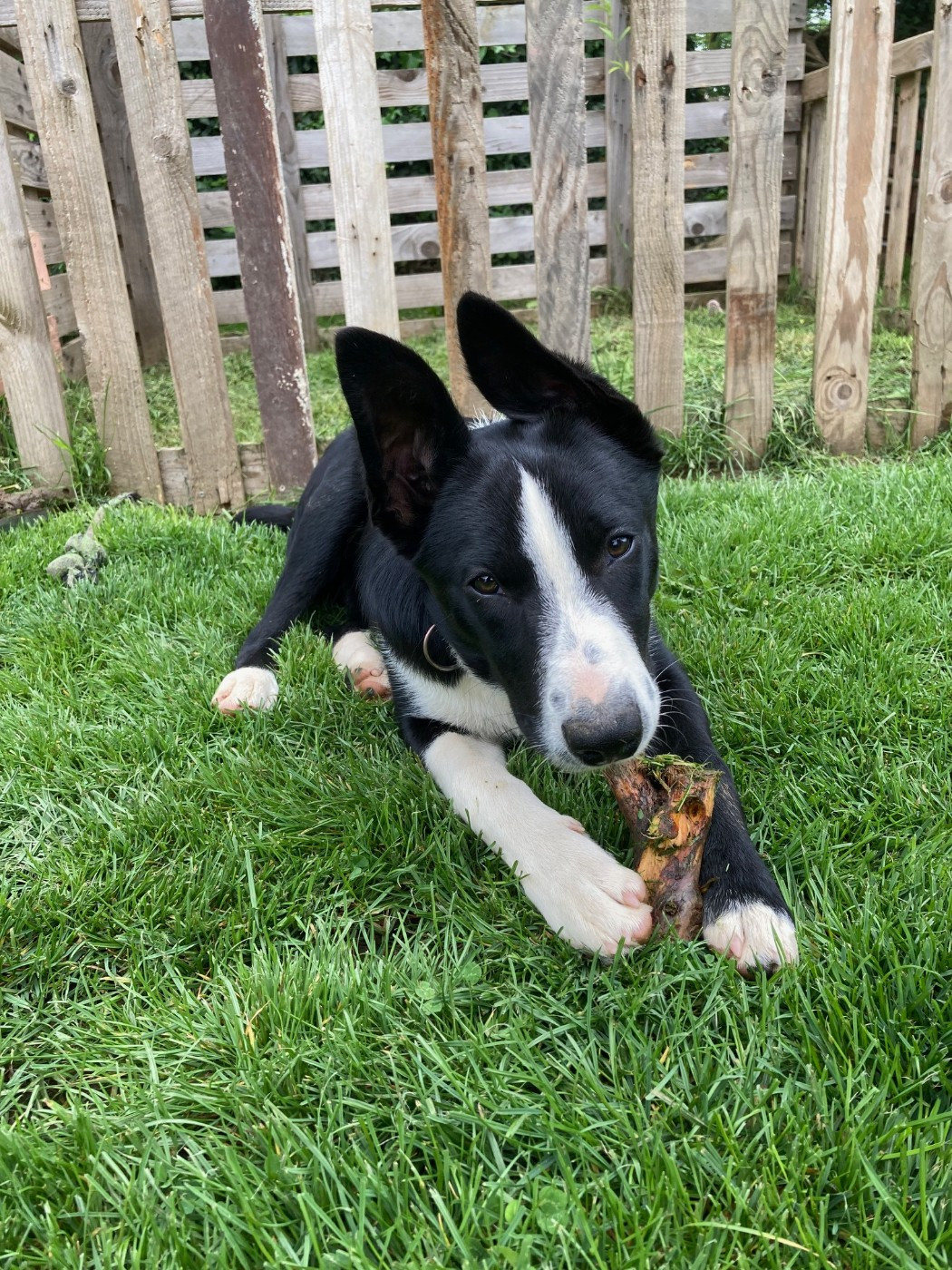 Du Domaine Des P'tites Truffes - Chiots disponibles - Border Collie