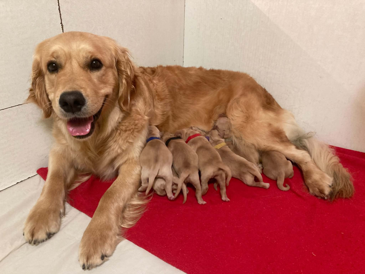 Chiot Golden Retriever Du Domaine Des P'tites Truffes