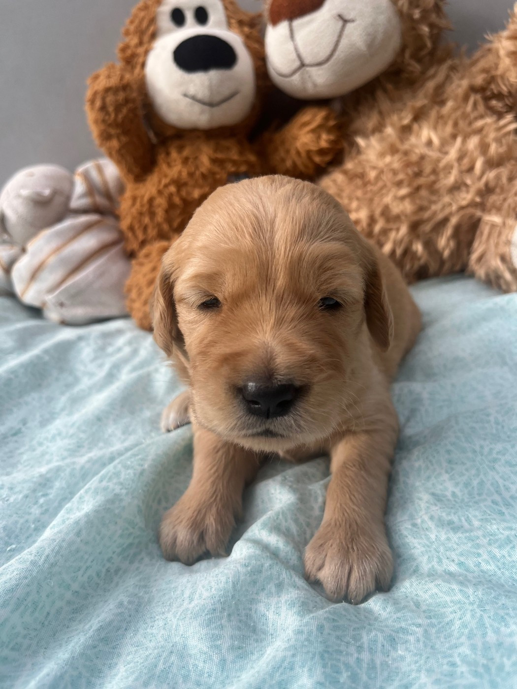 Du Domaine Des P'tites Truffes - Chiots disponibles - Golden Retriever