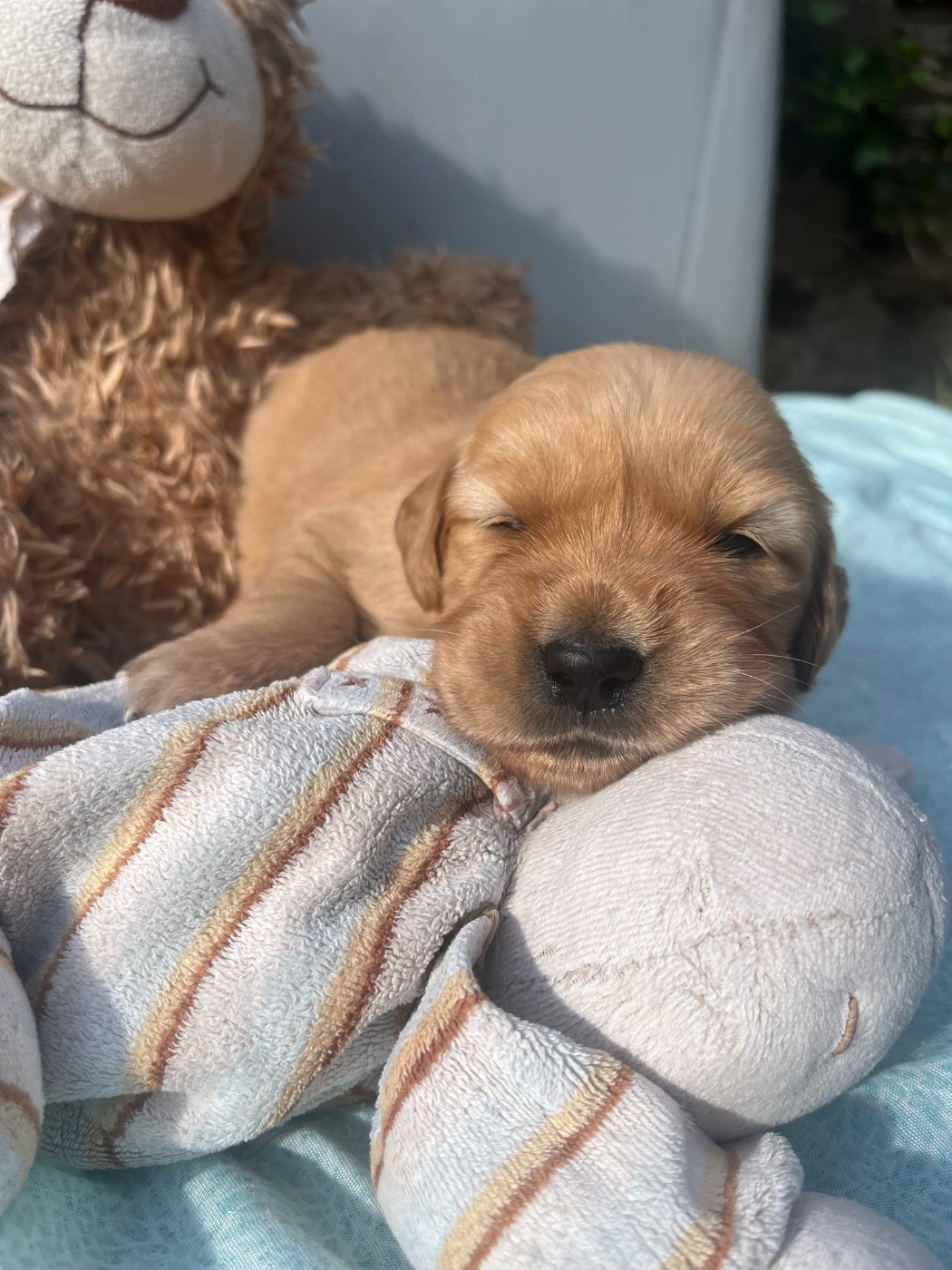 Du Domaine Des P'tites Truffes - Chiots disponibles - Golden Retriever