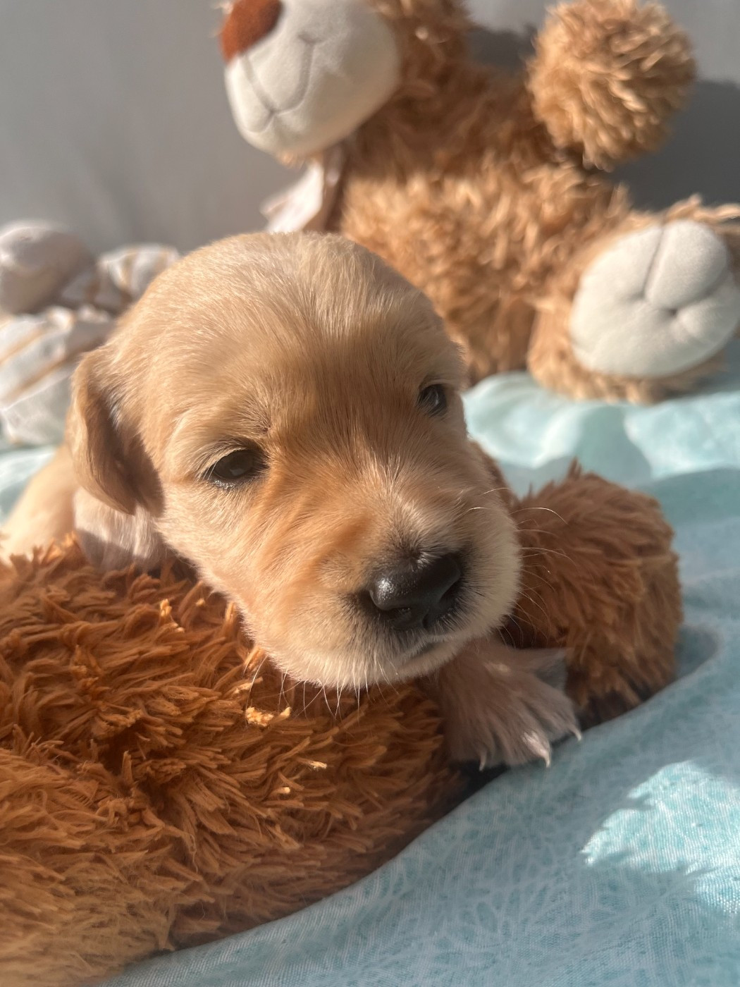 Du Domaine Des P'tites Truffes - Chiots disponibles - Golden Retriever