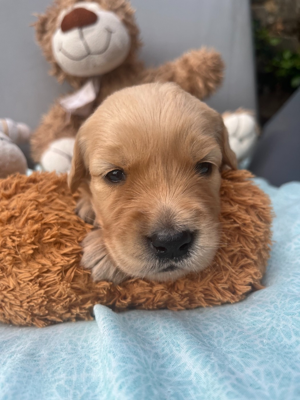 Du Domaine Des P'tites Truffes - Chiots disponibles - Golden Retriever