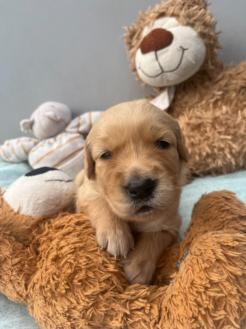 Du Domaine Des P'tites Truffes - Chiots disponibles - Golden Retriever