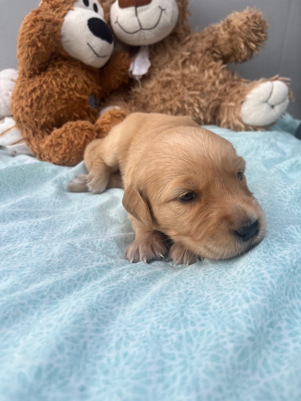 Du Domaine Des P'tites Truffes - Chiots disponibles - Golden Retriever