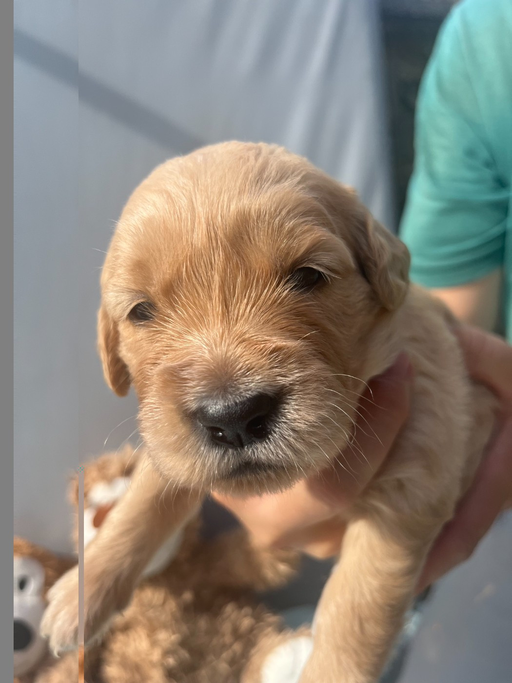 Du Domaine Des P'tites Truffes - Chiots disponibles - Golden Retriever
