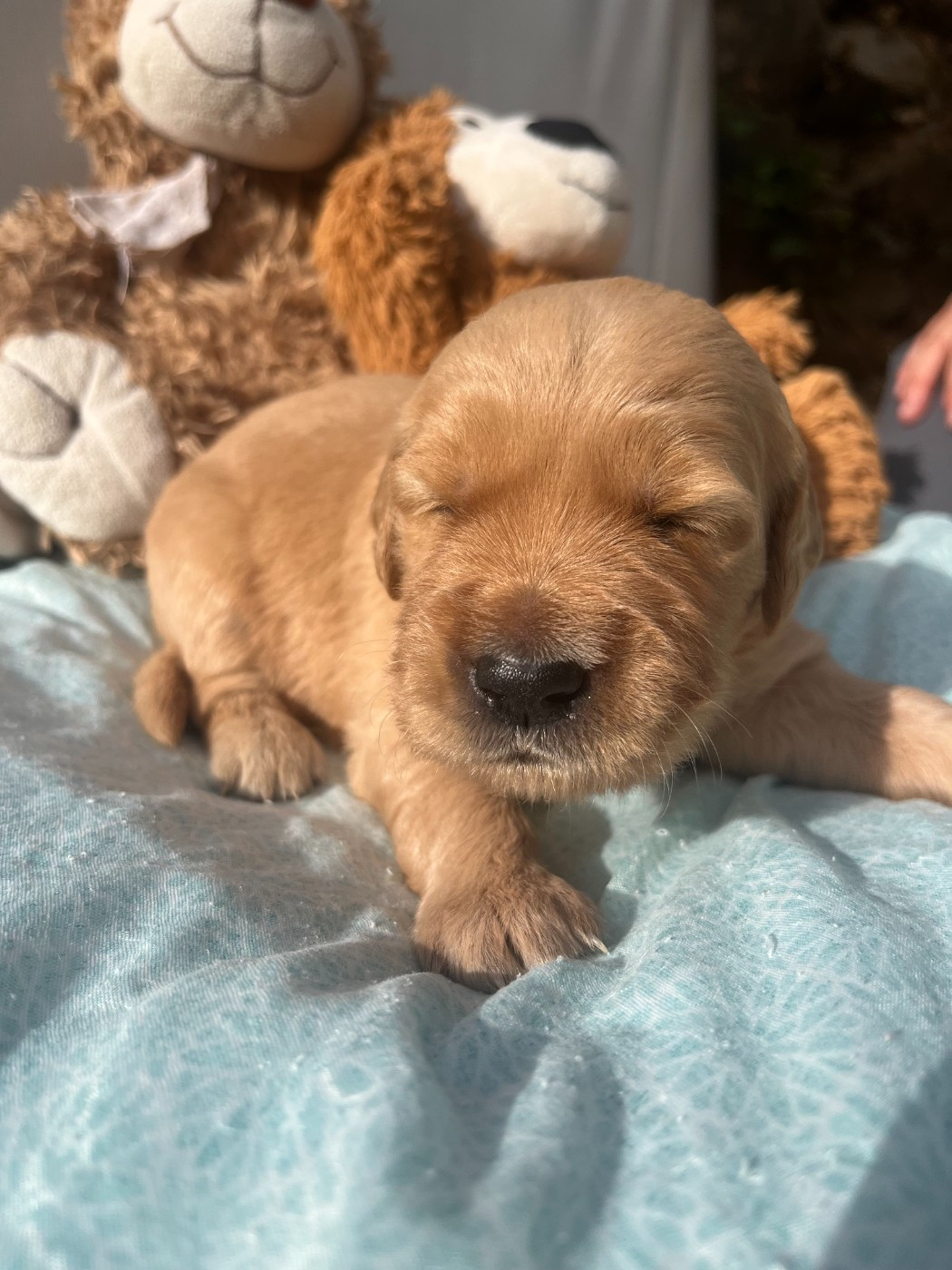 Du Domaine Des P'tites Truffes - Chiots disponibles - Golden Retriever