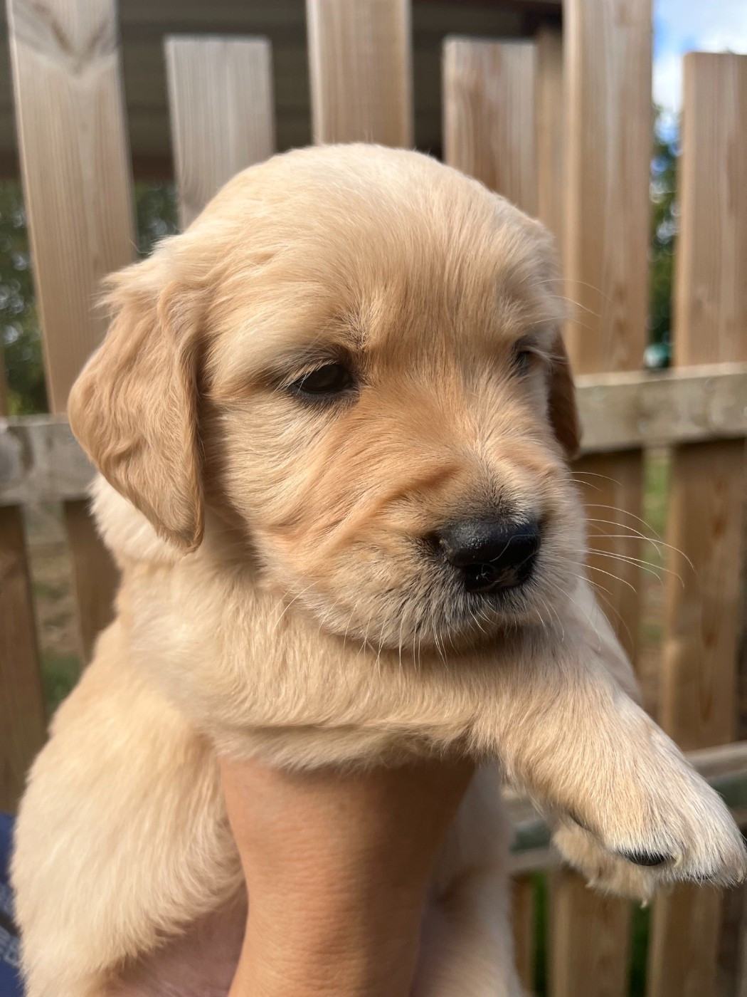 Du Domaine Des P'tites Truffes - Chiots disponibles - Golden Retriever